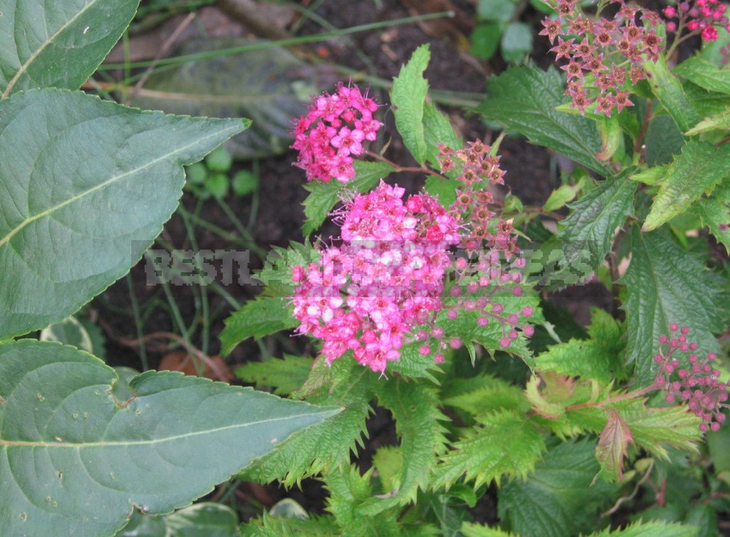 Decorative Shrubs For The Garden: Photos, Flowering Time (Part 1)