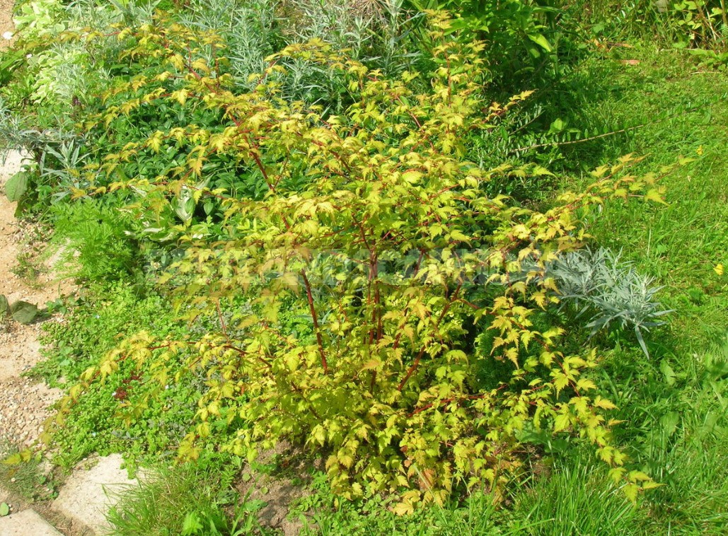 Decorative Shrubs For The Garden: Photos, Flowering Time (Part 2)