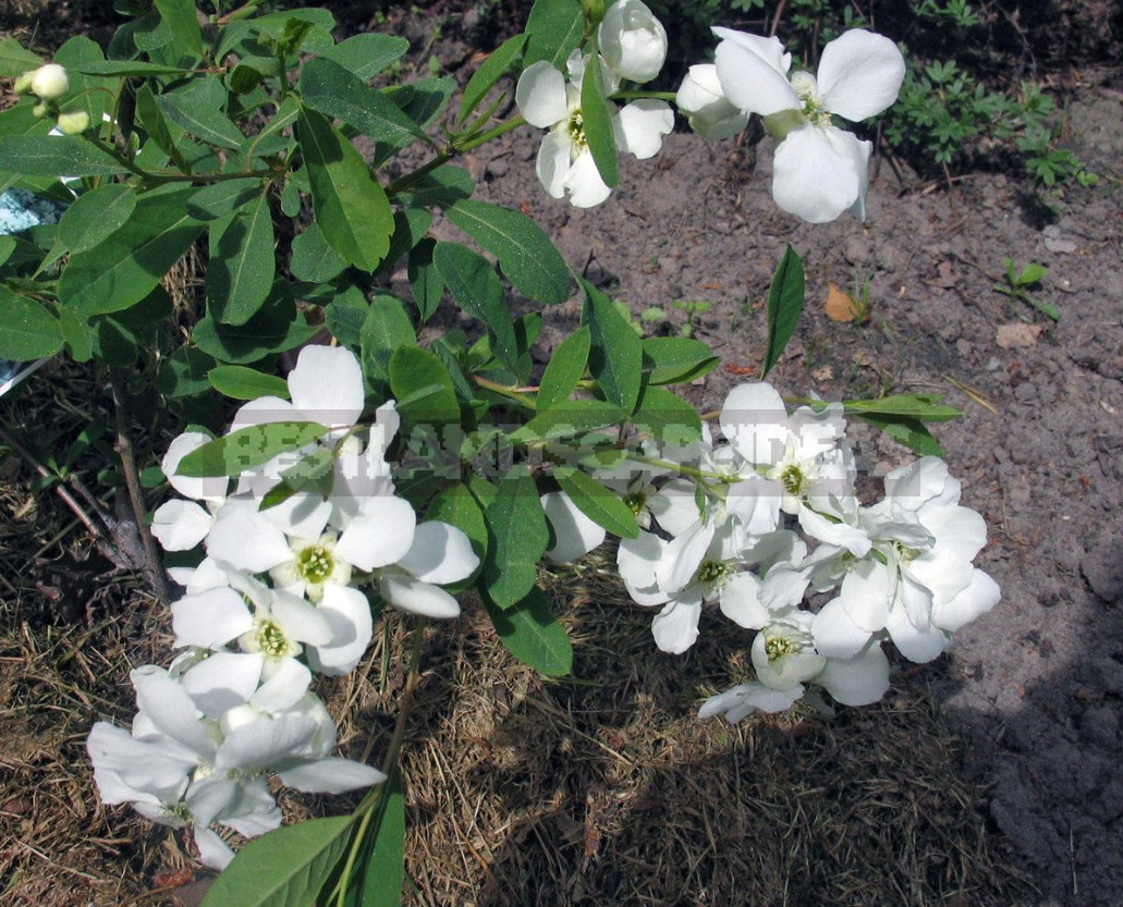 Decorative Shrubs For The Garden: Photos, Flowering Time (Part 2)