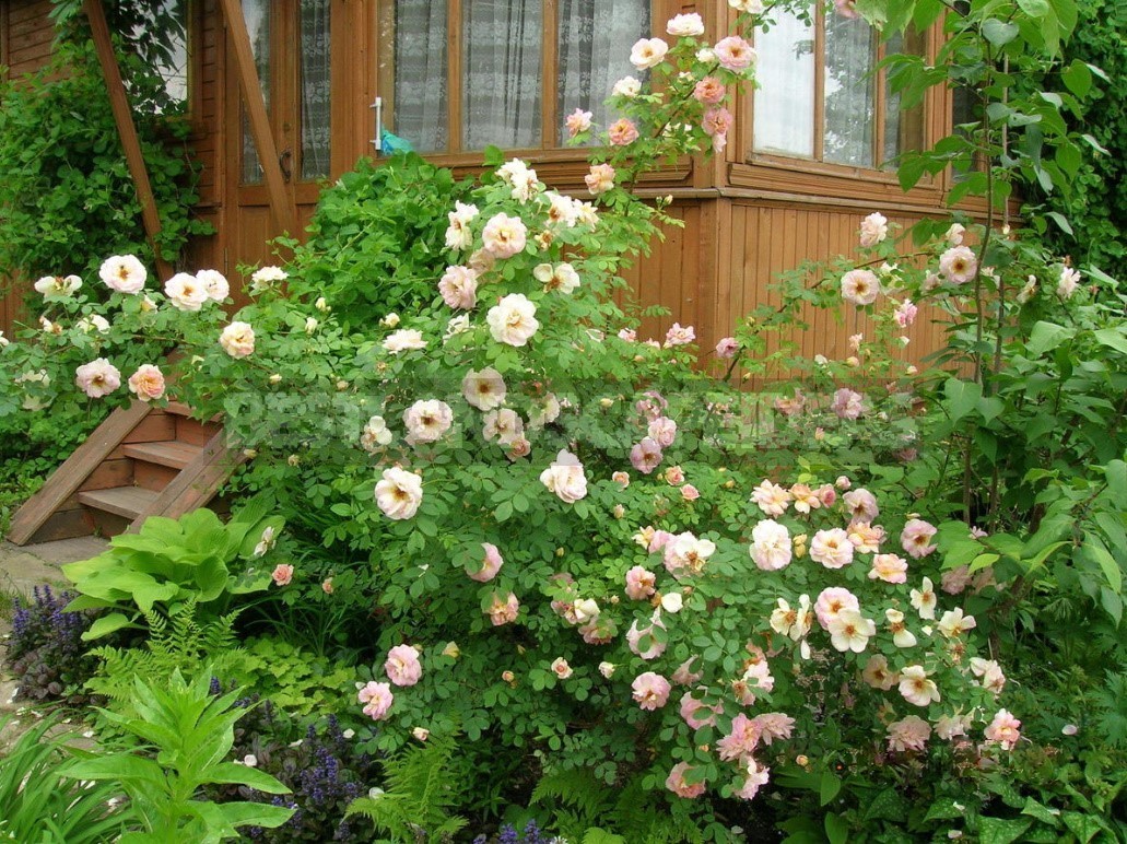 Decorative Shrubs For The Garden: Photos, Flowering Time (Part 2)