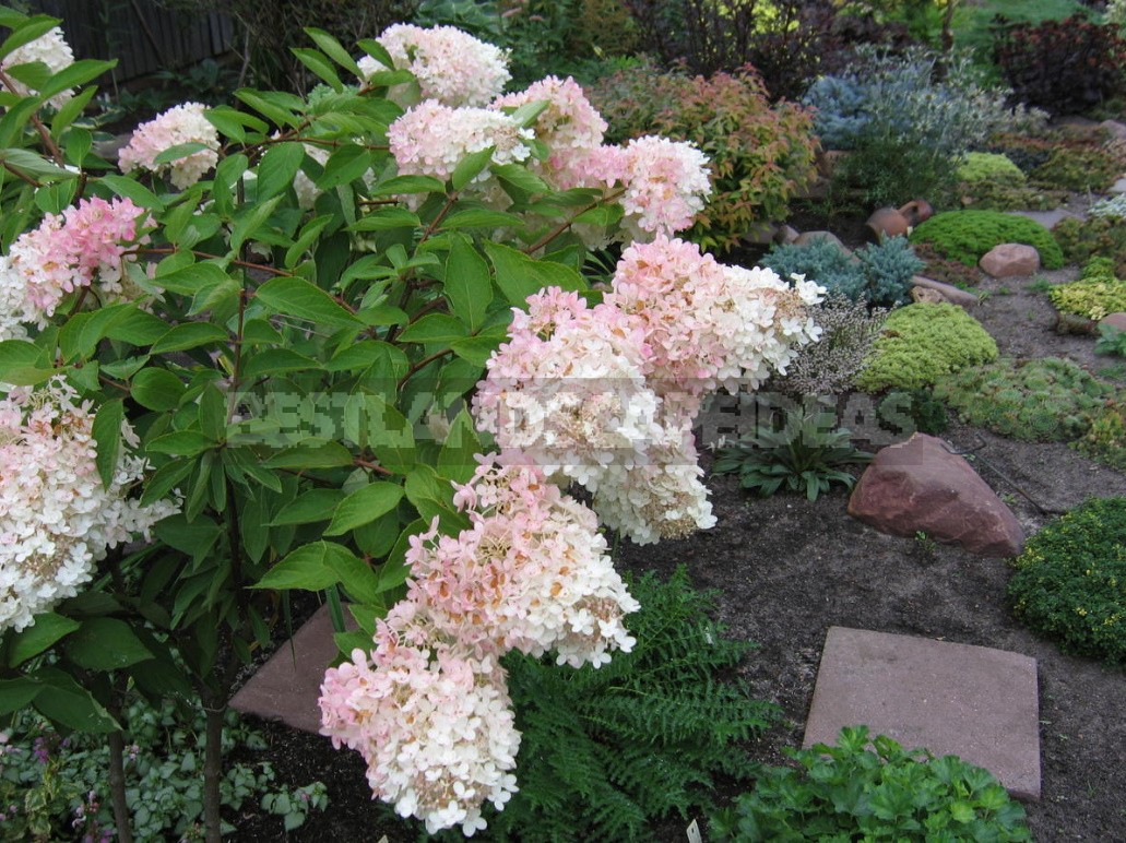 Decorative Shrubs For The Garden: Photos, Flowering Time (Part 2)