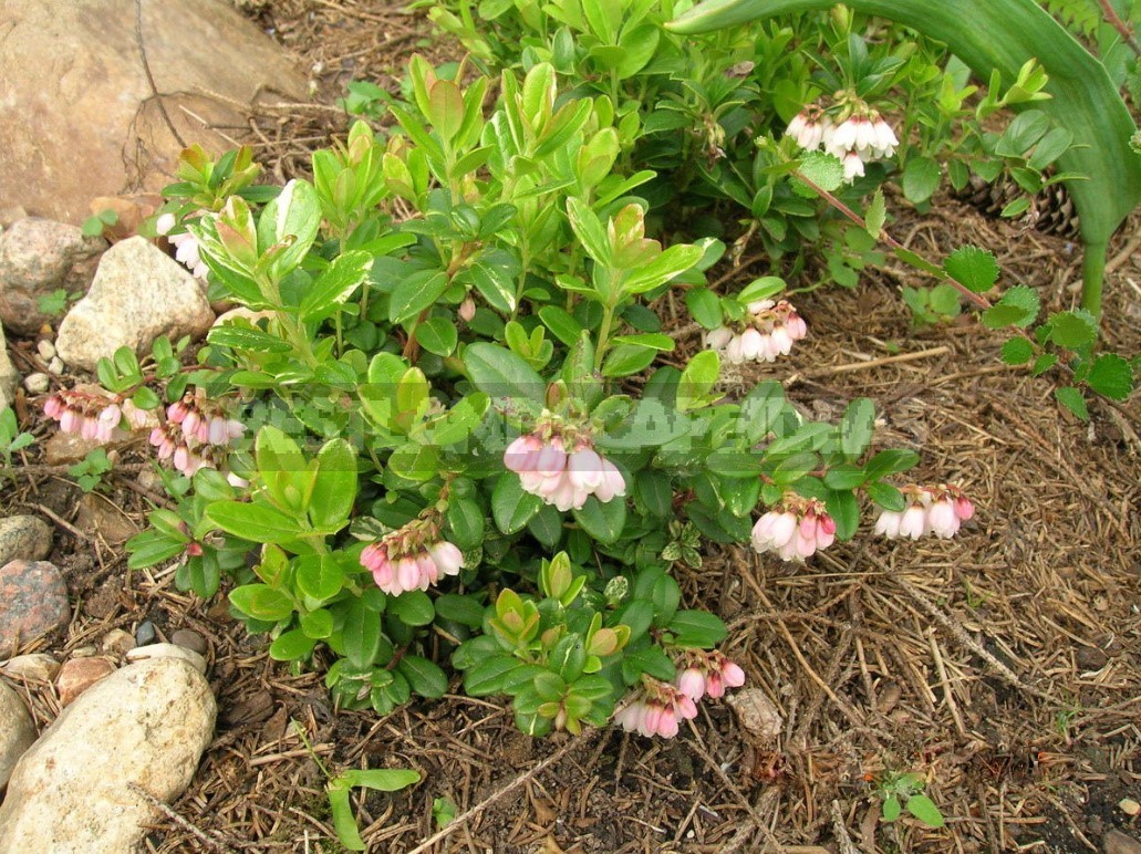 Decorative Shrubs For The Garden: Photos, Flowering Time (Part 2)