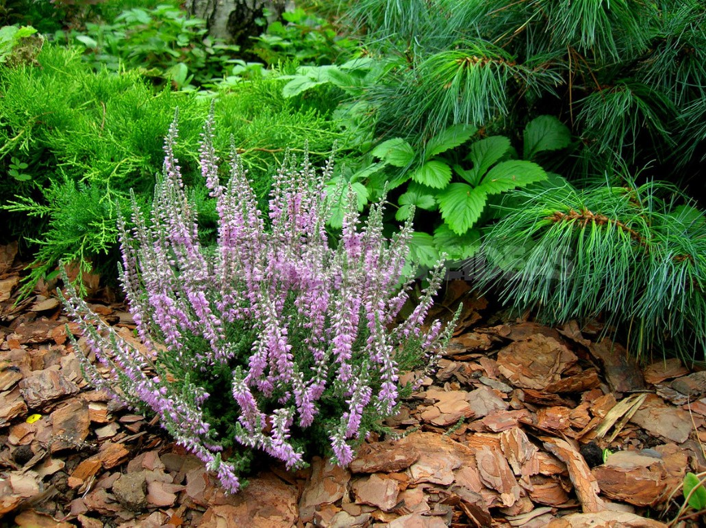 Decorative Shrubs For The Garden: Photos, Flowering Time (Part 2)