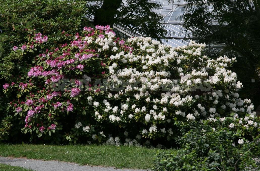 Decorative Shrubs For The Garden: Photos, Flowering Time (Part 2)