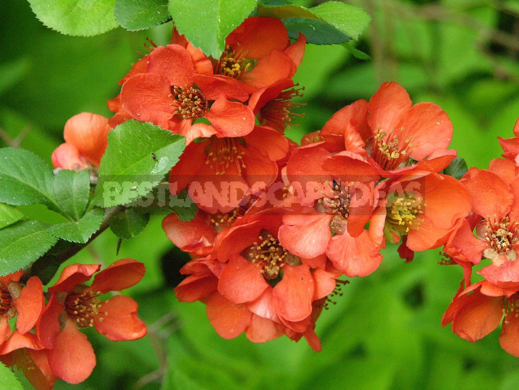 Decorative Shrubs For The Garden: Photos, Flowering Time (Part 1)