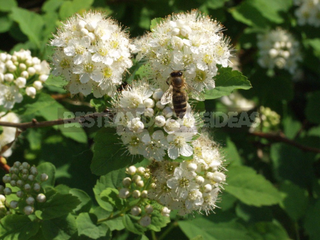 Decorative Shrubs For The Garden: Photos, Flowering Time (Part 1)