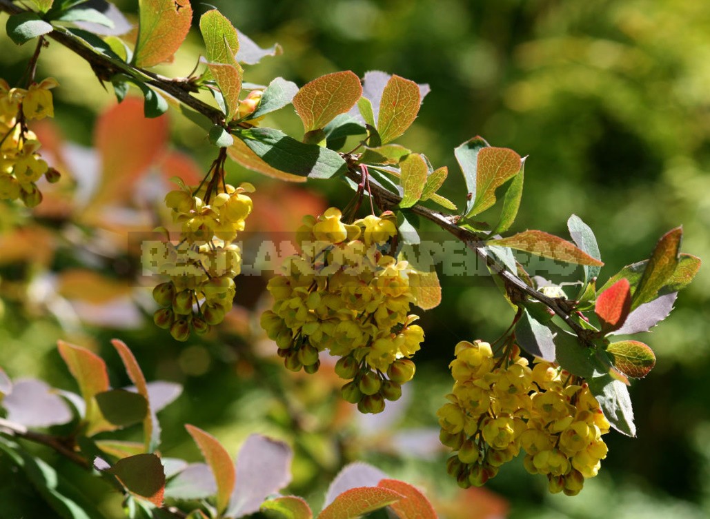 Decorative Shrubs For The Garden: Photos, Flowering Time (Part 1)