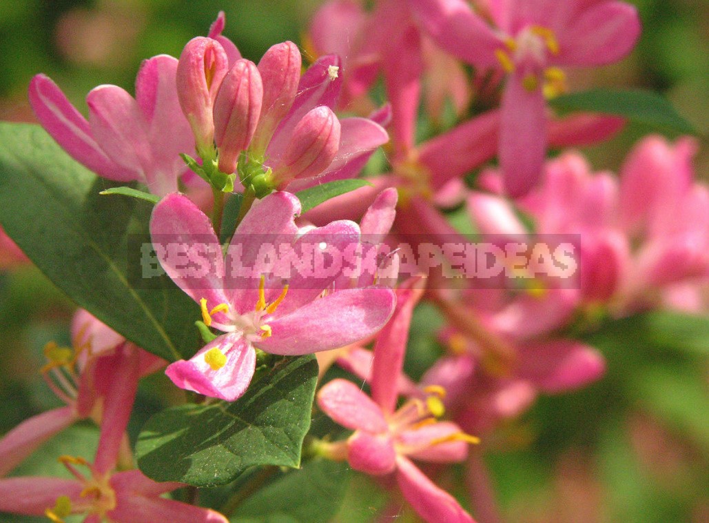 Decorative Shrubs For The Garden: Photos, Flowering Time (Part 1)