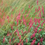 Garden Photography: Photo Sharpness