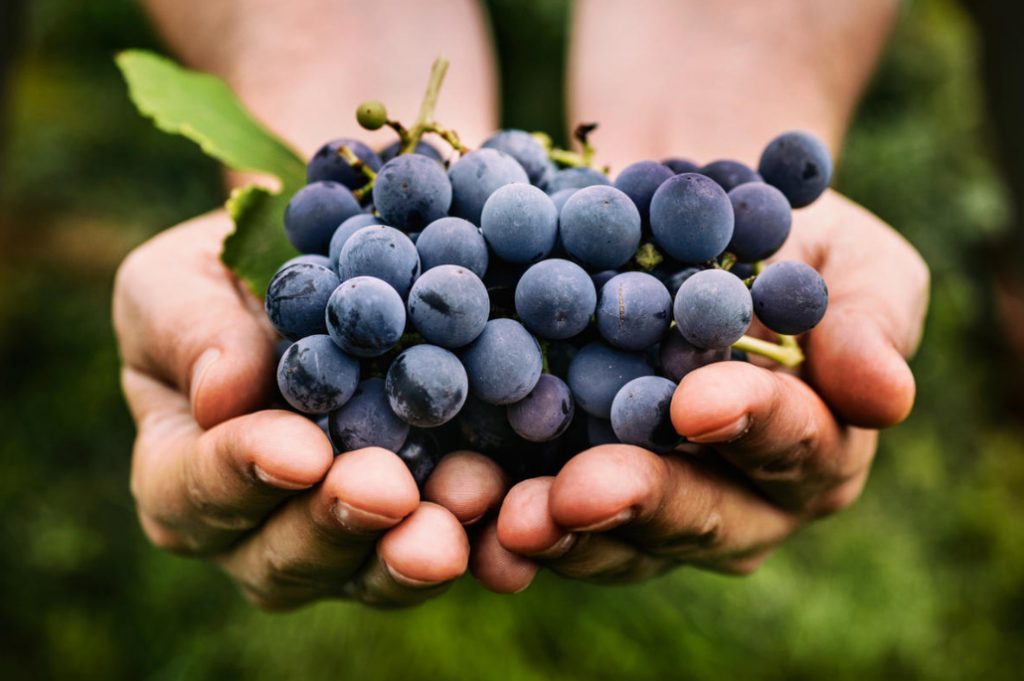 How To Plant Grapes (Part 1)