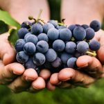How To Plant Grapes (Part 2)