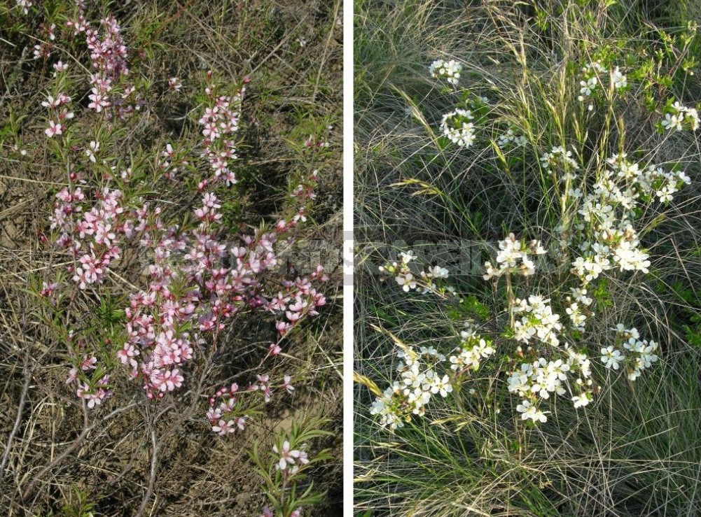 Plants of the Steppe: Grains, Flowers, Shrubs