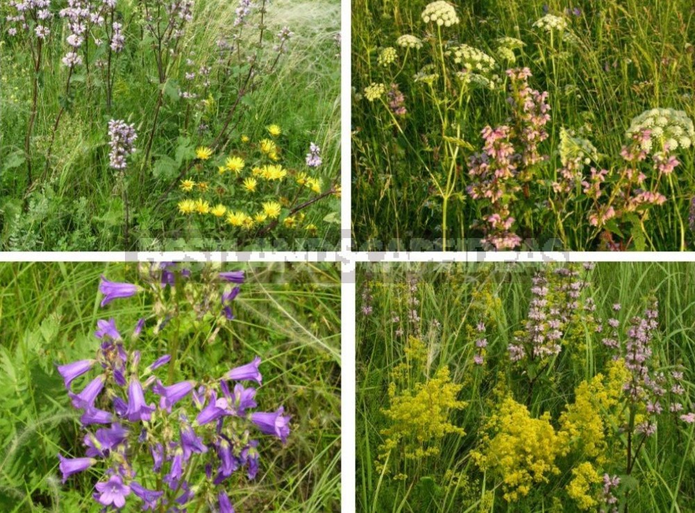 Plants of the Steppe: Grains, Flowers, Shrubs