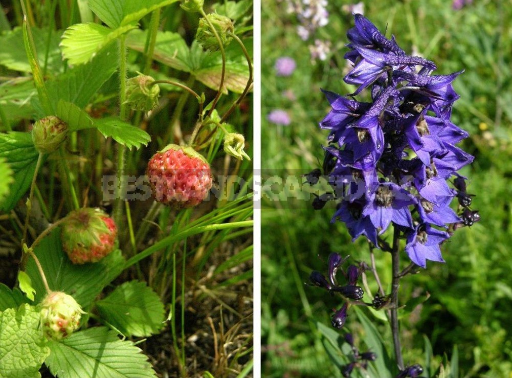 Plants of the Steppe: Grains, Flowers, Shrubs