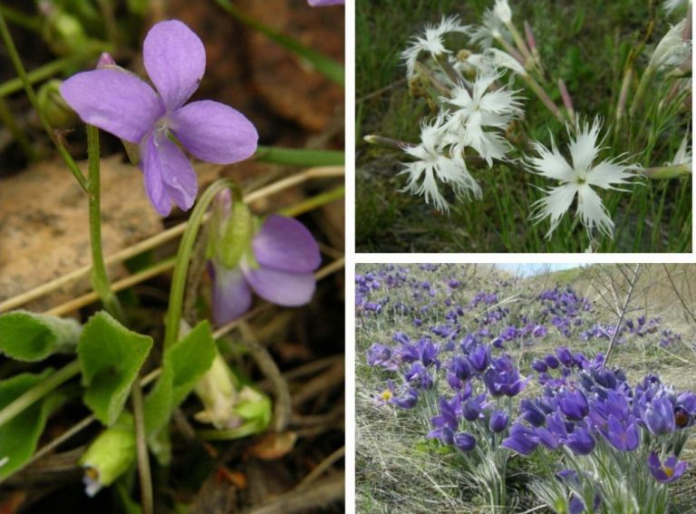 Plants of the Steppe Grains, Flowers, Shrubs Best Landscape Ideas