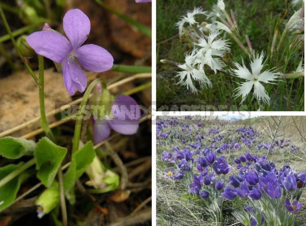 Plants of the Steppe: Grains, Flowers, Shrubs