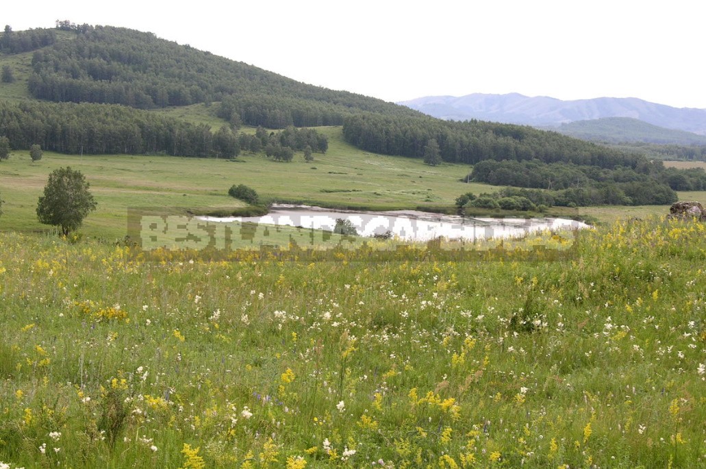 Plants of the Steppe: Grains, Flowers, Shrubs