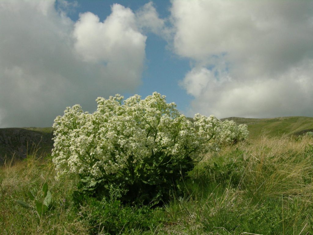 Plants of the Steppe Grains, Flowers, Shrubs Best Landscape Ideas