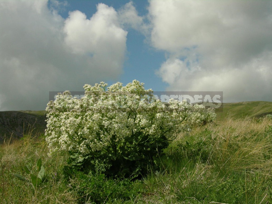 Plants of the Steppe: Grains, Flowers, Shrubs