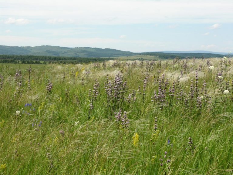 Plants of the Steppe Grains, Flowers, Shrubs Best Landscape Ideas