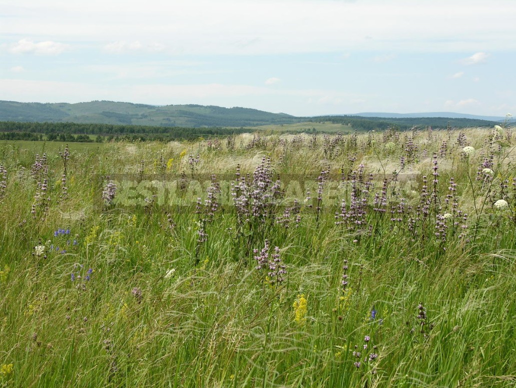 Plants of the Steppe: Grains, Flowers, Shrubs