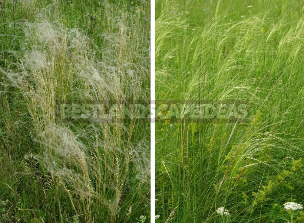 Plants of the Steppe: Grains, Flowers, Shrubs