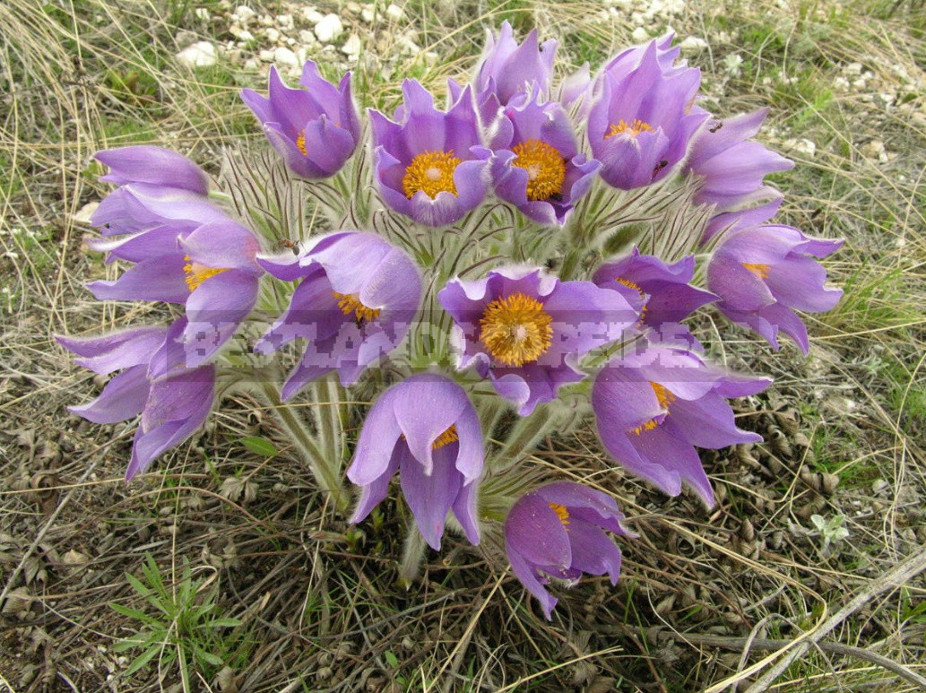 Plants of the Steppe: Grains, Flowers, Shrubs