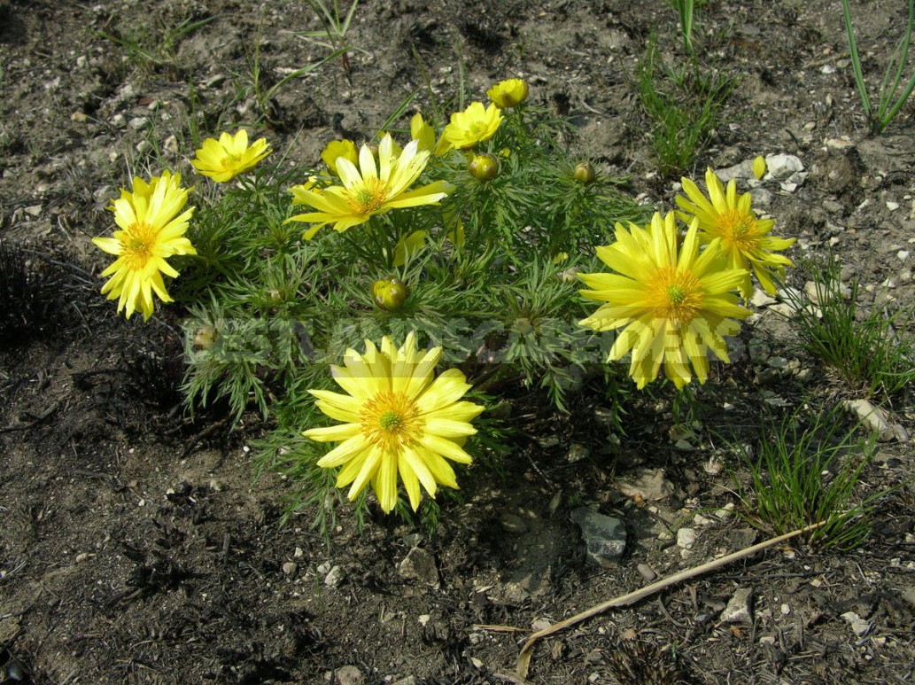 Plants of the Steppe: Grains, Flowers, Shrubs