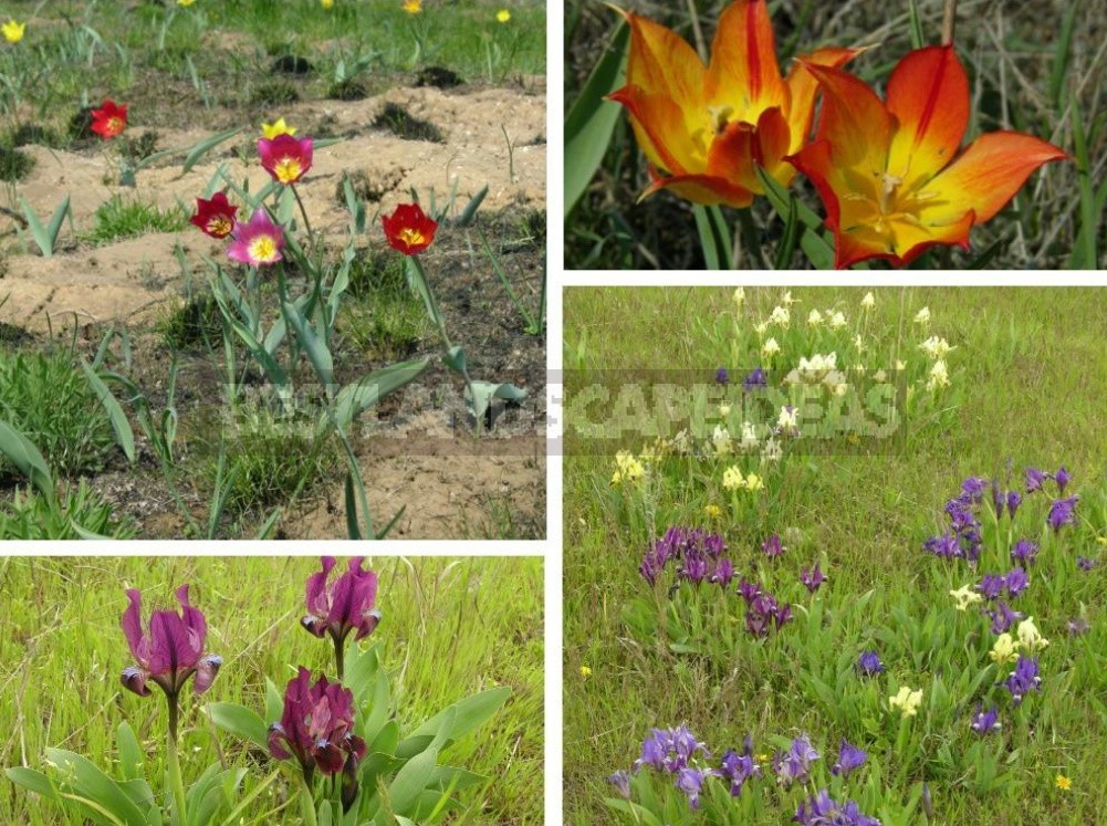 Plants of the Steppe: Grains, Flowers, Shrubs