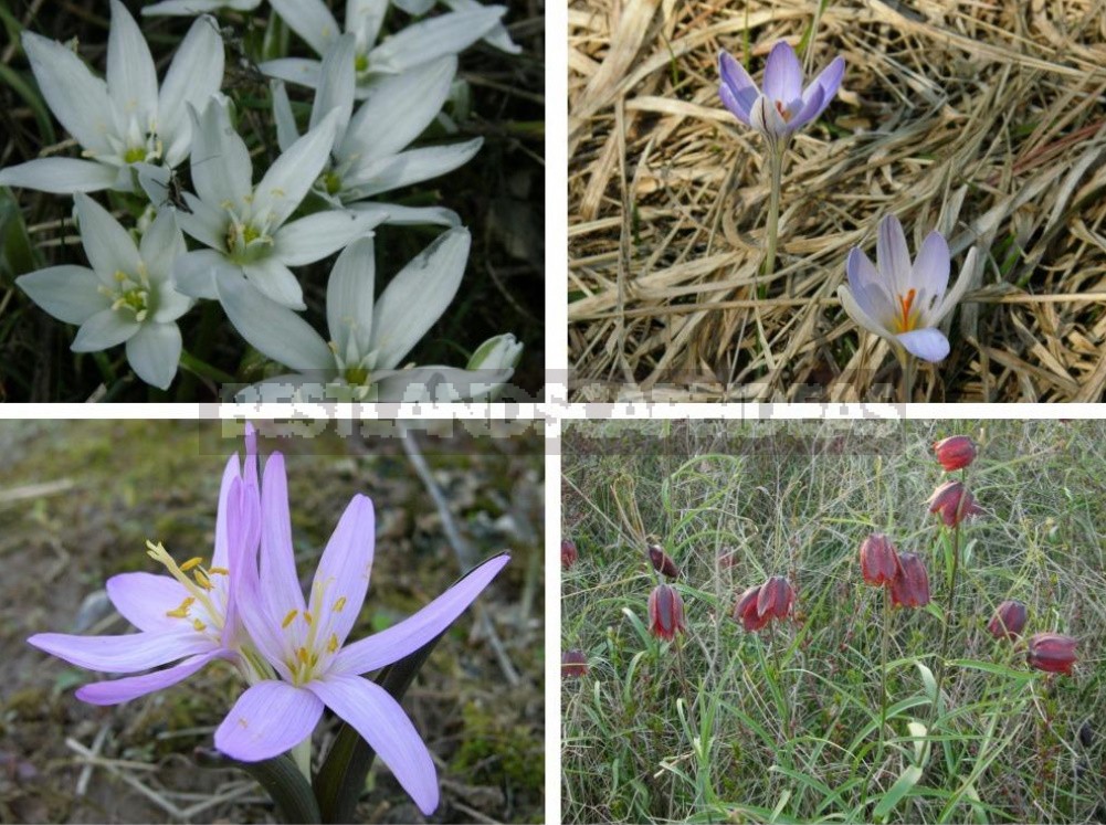 Plants of the Steppe: Grains, Flowers, Shrubs