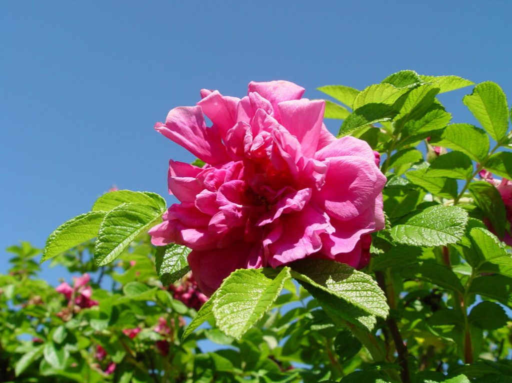 Rosehip: Species And Useful Properties (Part 1)