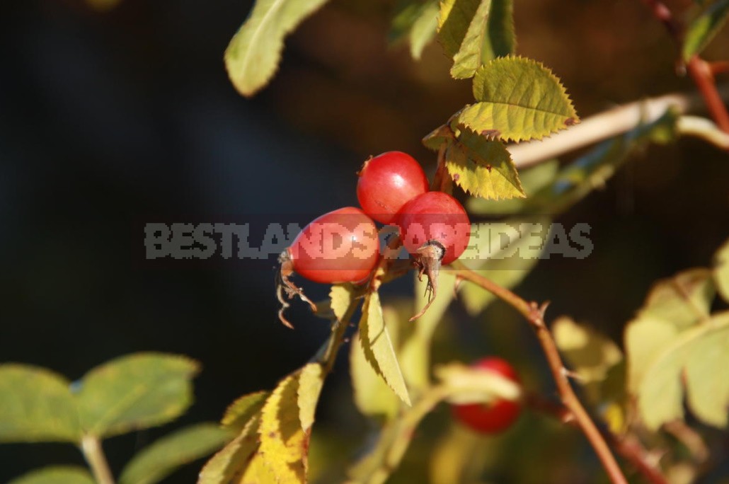 Rosehip: Species And Useful Properties (Part 1)