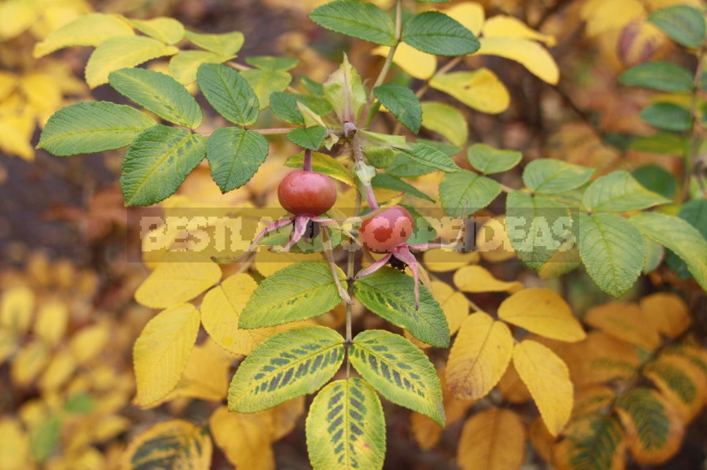 Rosehip: Species And Useful Properties (Part 1)