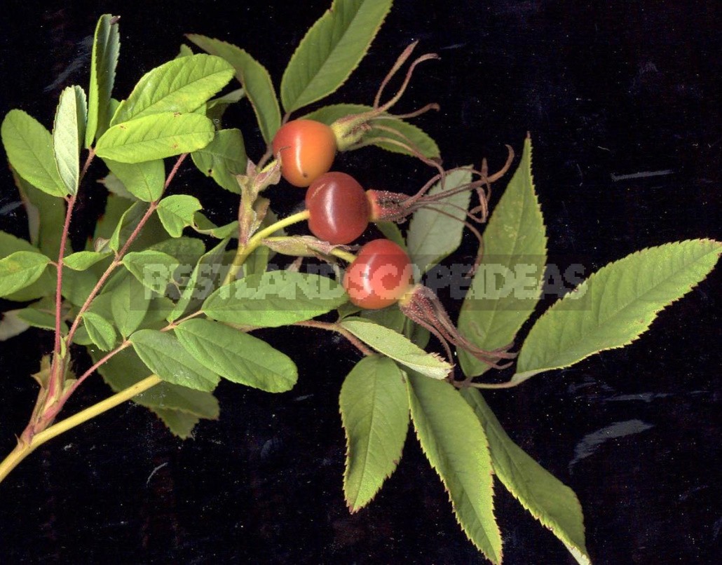 Rosehip: Species And Useful Properties (Part 2)