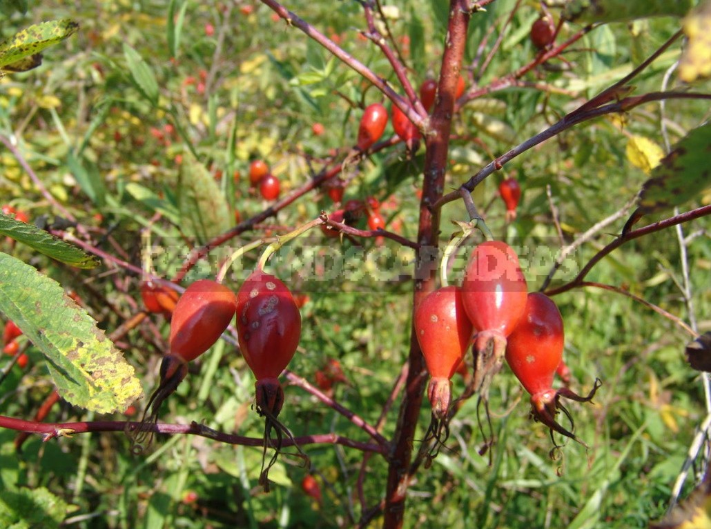 Rosehip: Species And Useful Properties (Part 2)