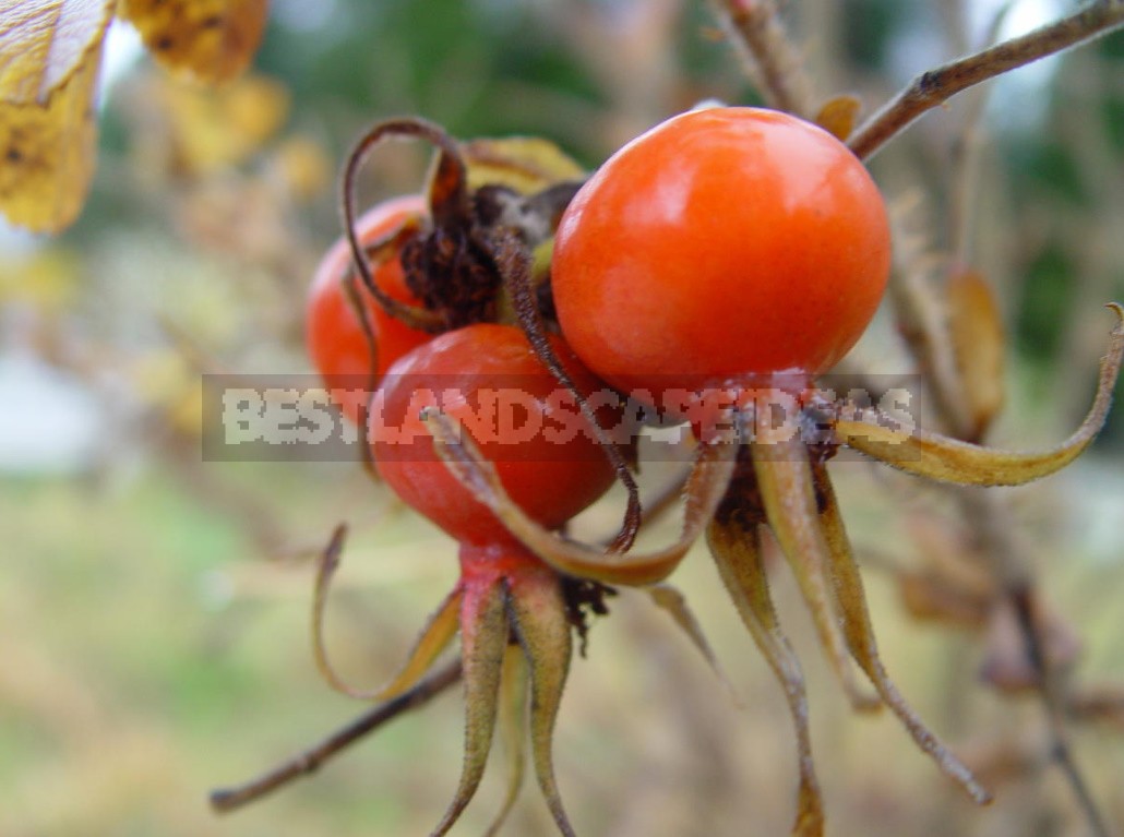 Rosehip: Species And Useful Properties (Part 2)