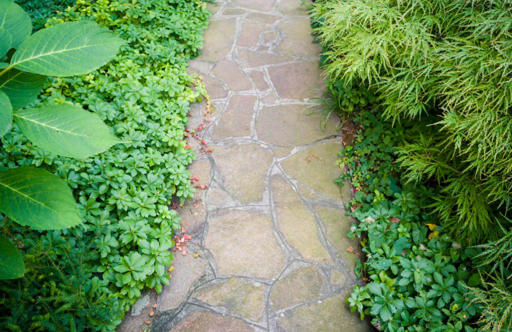 Shade-Loving Groundcover Plants For Garden