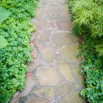Shade-Loving Groundcover Plants For Garden