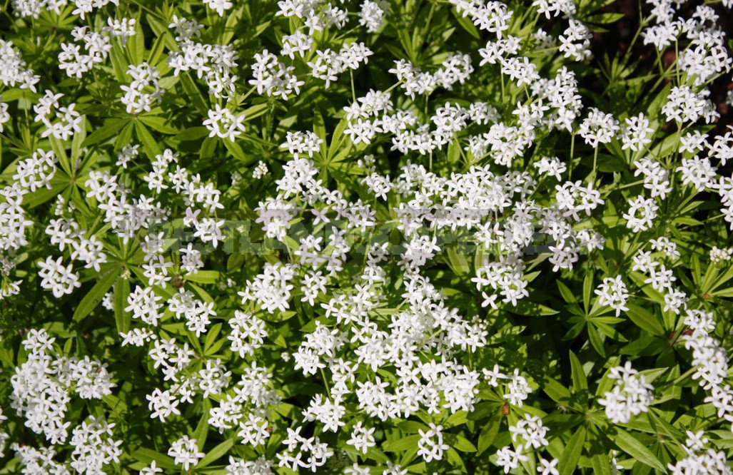 Shade-Loving Groundcover Plants For Garden