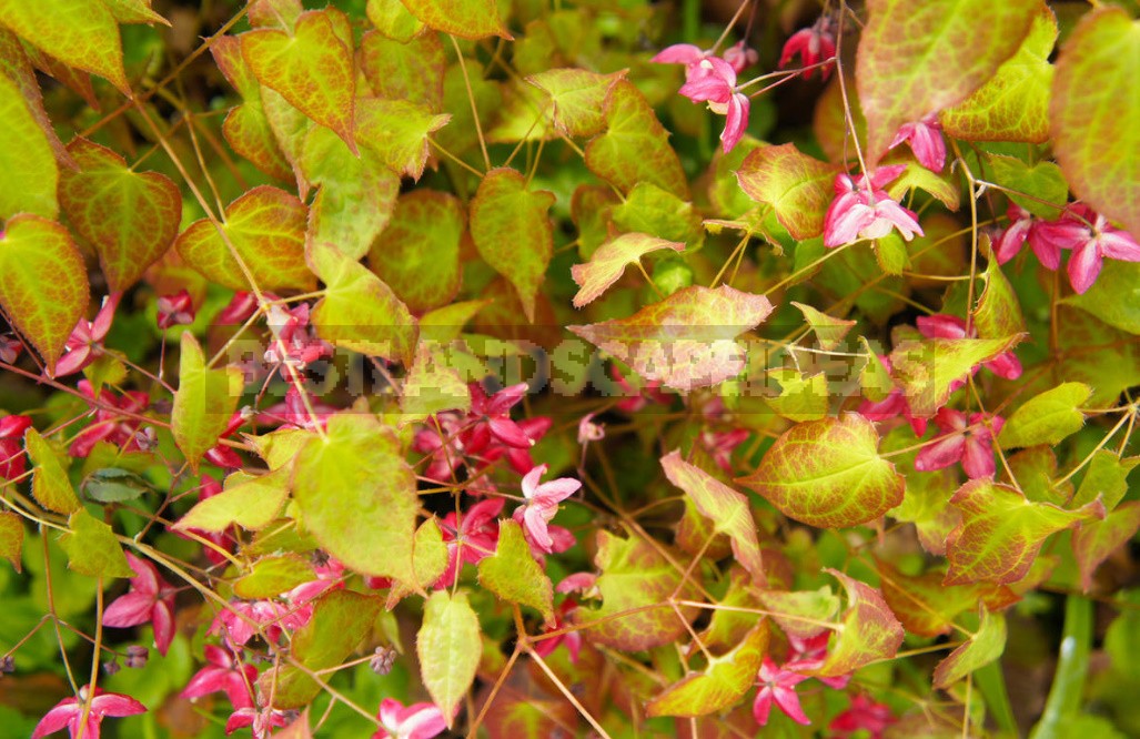 Shade-Loving Groundcover Plants For Garden