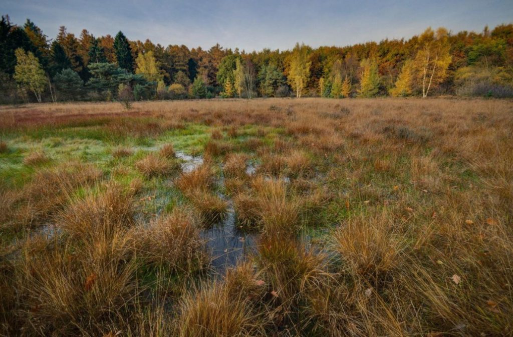 Types of Swamps, Pros And Cons of Wetlands (Part 2)