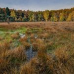 Types of Swamps, Pros And Cons of Wetlands (Part 1)