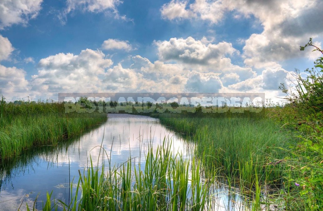 Types of Swamps, Pros And Cons of Wetlands (Part 2)