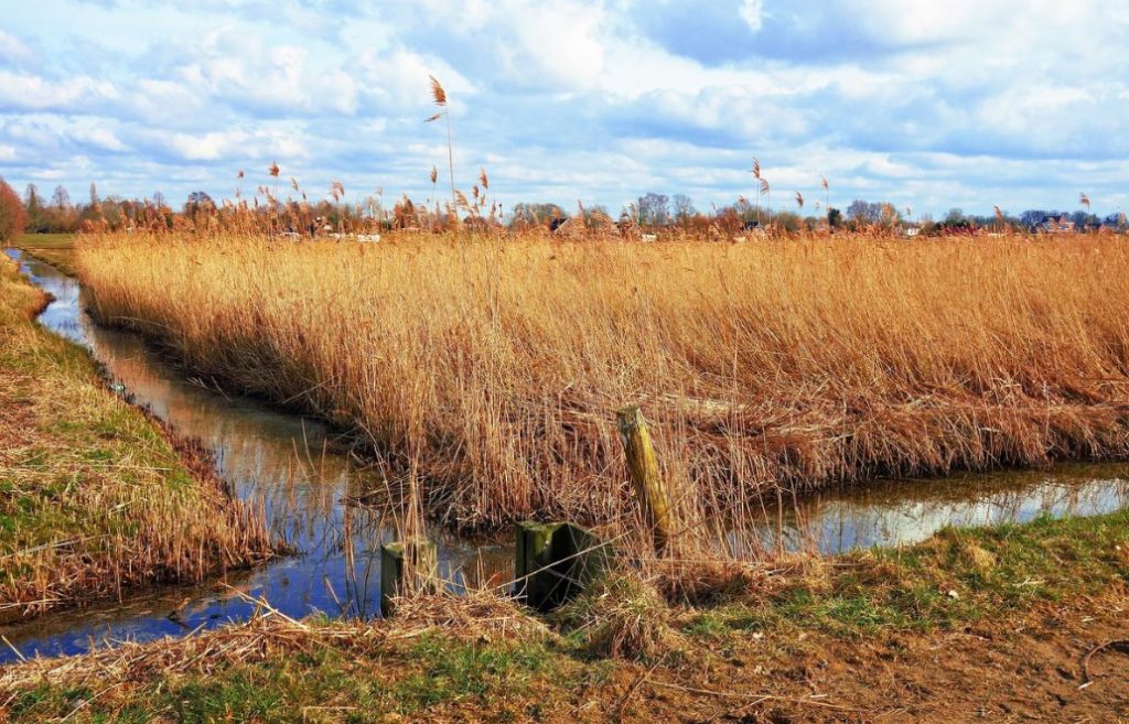 Types of Swamps, Pros And Cons of Wetlands (Part 2) Best Landscape Ideas