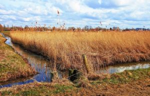 swamps wetlands pros reservoir expenses clays