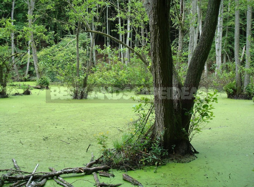 Types of Swamps, Pros And Cons of Wetlands (Part 1)
