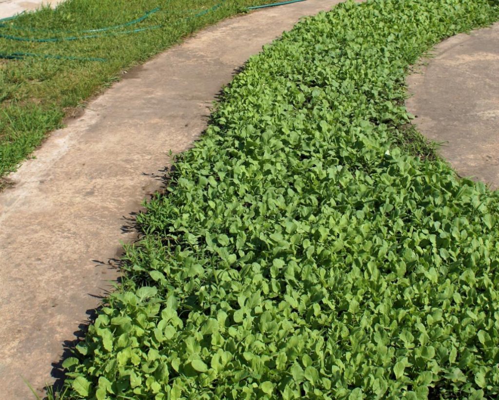 Types of Green Manures, Their Use And Timing Of Planting (Part 1)