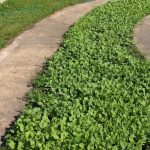Types of Green Manures, Their Use And Timing Of Planting (Part 2)