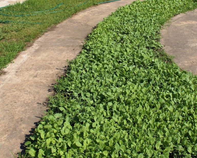 Types of Green Manures, Their Use And Timing Of Planting (Part 1