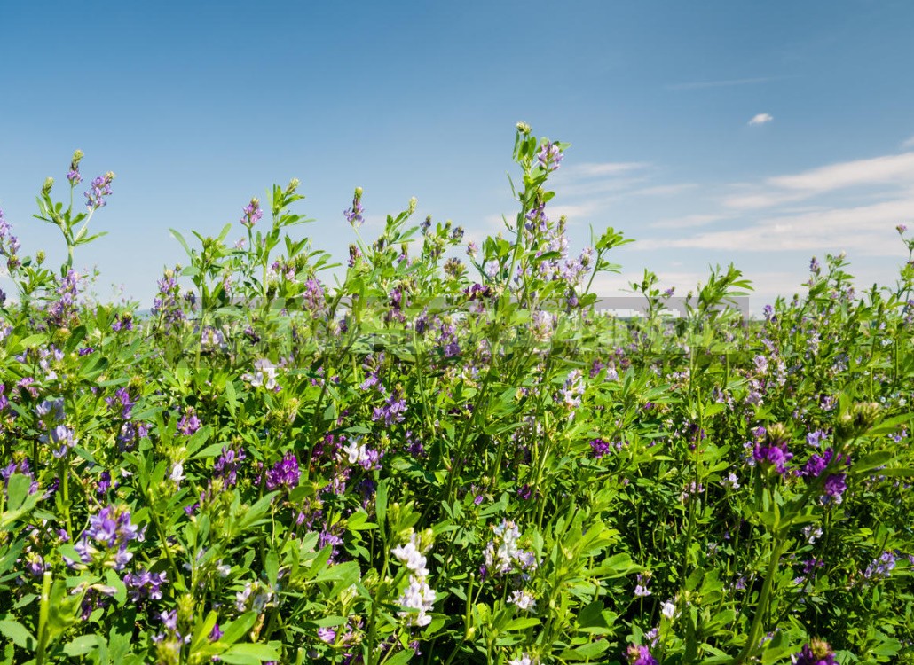 Types of Green Manures, Their Use And Timing Of Planting (Part 1)